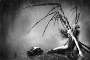 Userpic